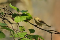 Budnicek zeleny - Phylloscopus trochiloides - Greenish Warbler 3399